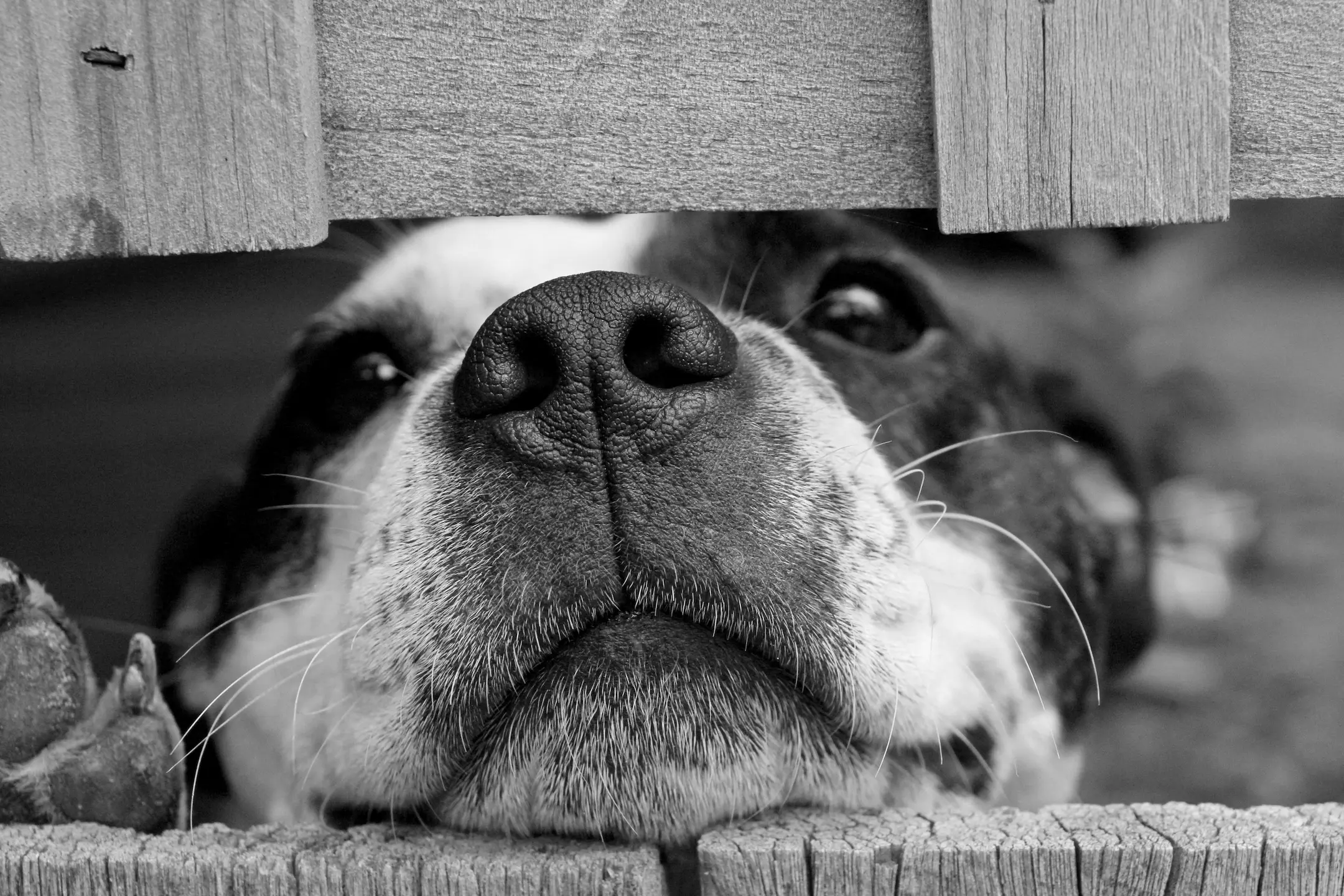 Un perro esperando ayuda con mirada tierna