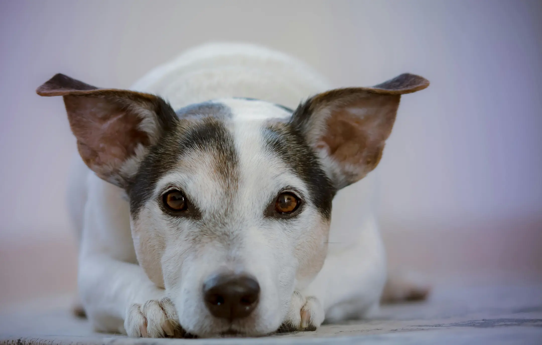 Animales felices en la protectora